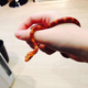Image for article titled A Look Inside Japan's Reptile Cafes